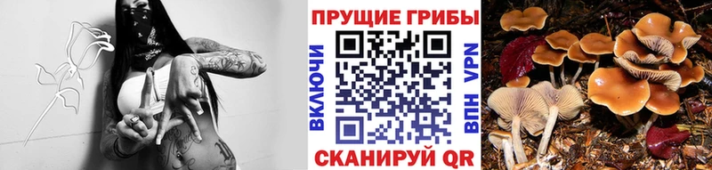 hydra   Холм  Псилоцибиновые грибы Cubensis  купить наркотики цена 